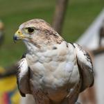 Povídání o ptáčcích - ZRUŠENO